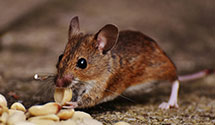 24 Hour & Emergency Exterminators in Wanblee, SD